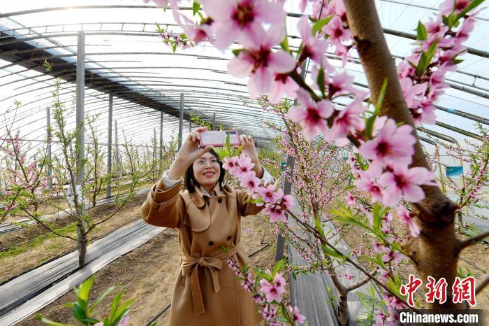 饶阳葡萄最新价格动态、市场走势及产业深度洞察